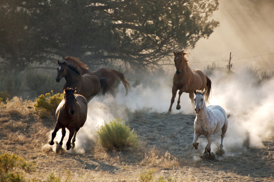 horses running free as they should assisting healing